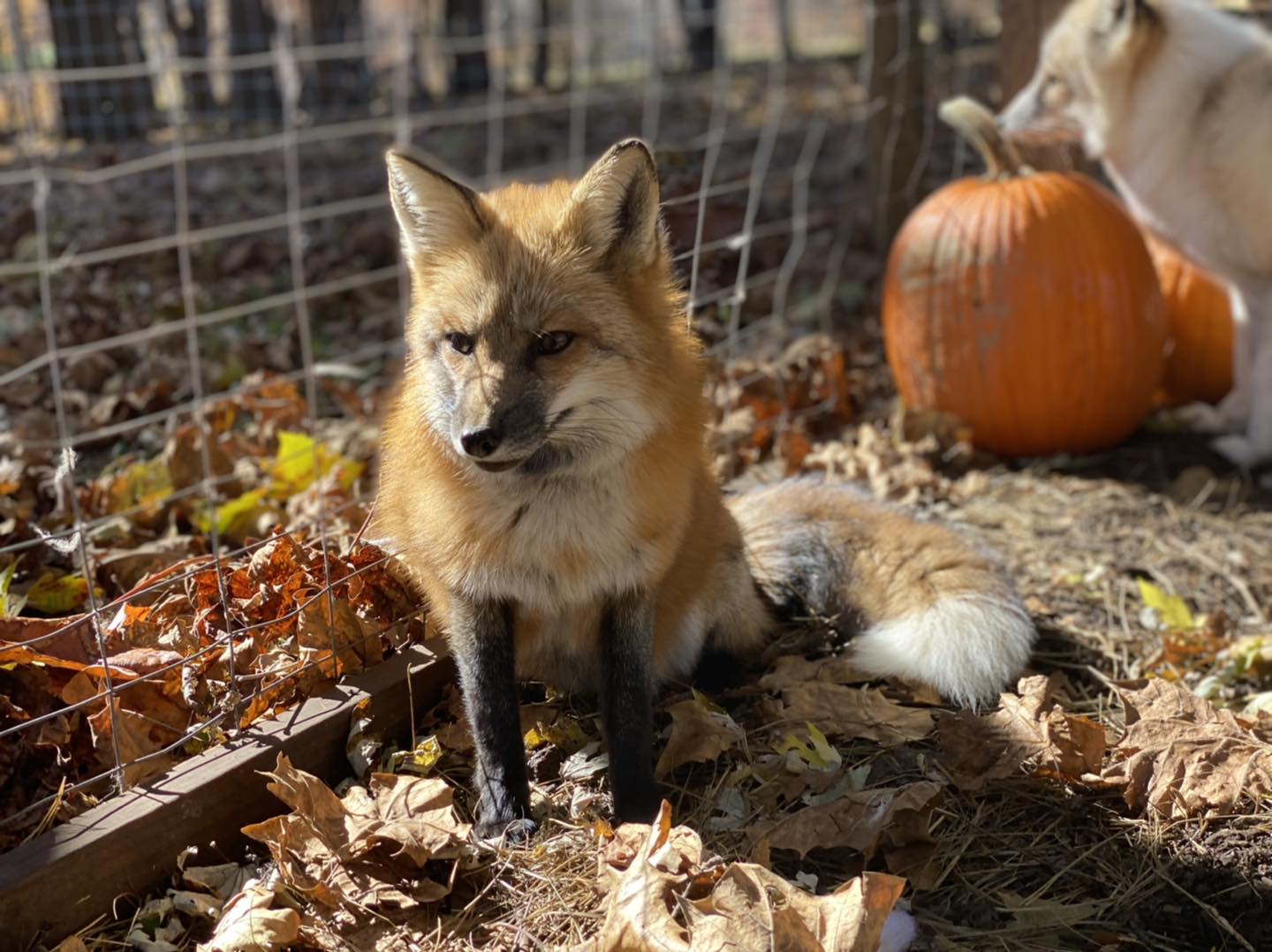 Fox Encounter in Ohio | Paws and Claws Encounters