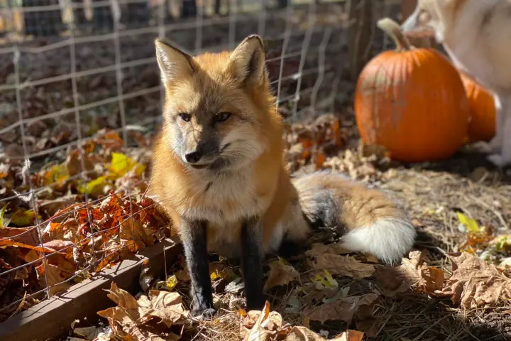 Fox sitting on autumn leaves near a fence and pumpkins.