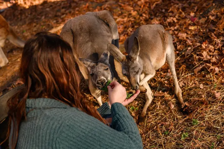 Person in a sweater feeding two kangaroos in a park with fallen leaves.