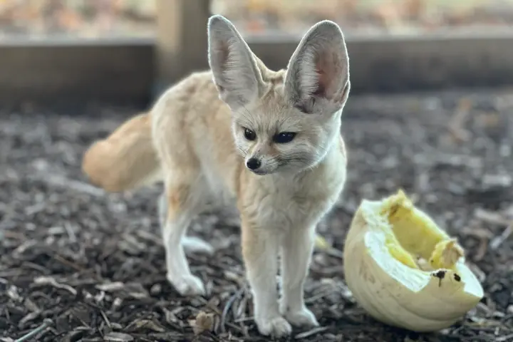 Fennec fox standing on mulch near a cracked melon outdoors.
