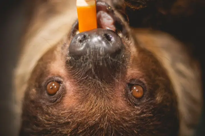 Upside-down sloth holding a carrot in its mouth with claws.