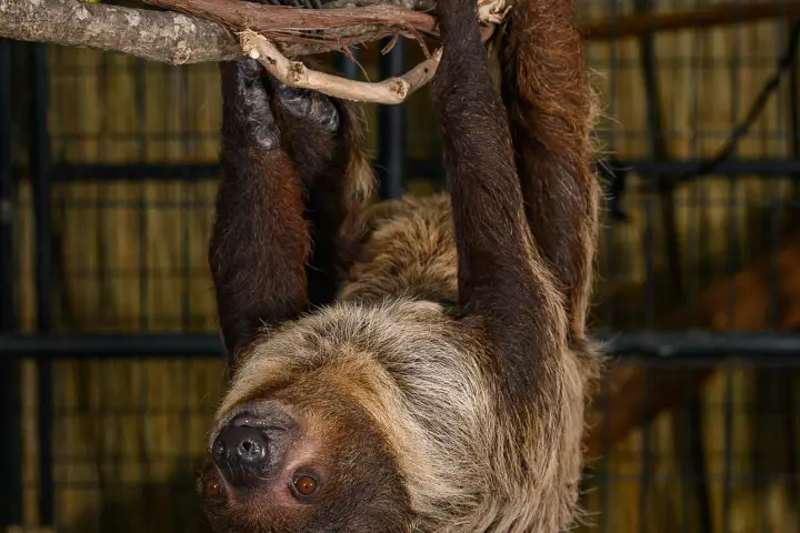 A sloth hanging upside down from a tree branch in a cage.