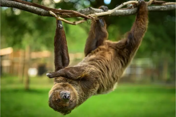 A sloth hanging upside down on a tree branch outdoors.