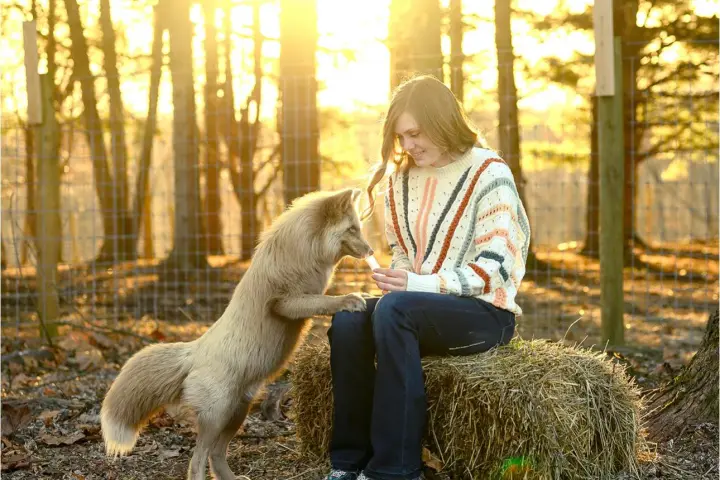 Person in sweater sits on hay with a fox in autumn forest sunlight.