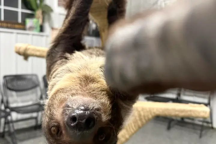 Sloth hanging upside down indoors, staring at camera, with blurred background.