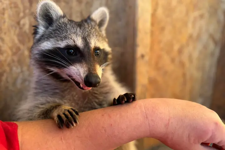 Raccoon leaning on a human's arm with its paws, indoors.