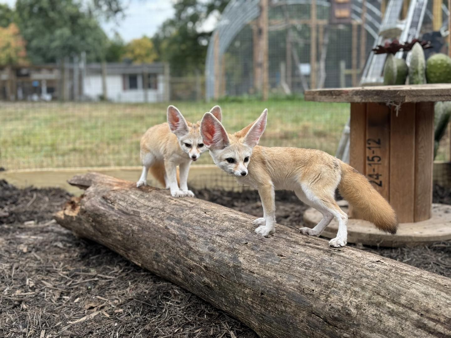 Fox Encounter in Ohio | Paws and Claws Encounters