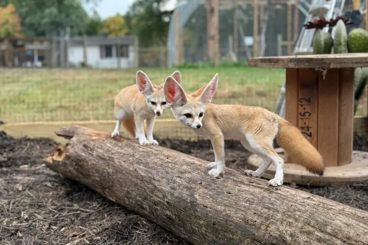 Two fennec foxes standing on a log in a fenced outdoor area.