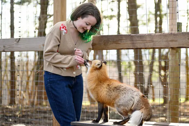 Person with green hair interacting with a fox on a table, enclosed by a wire fence.