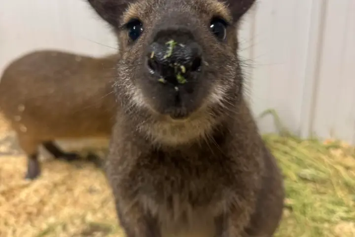 Close-up of a small kangaroo with ears perked, noses close to the camera.