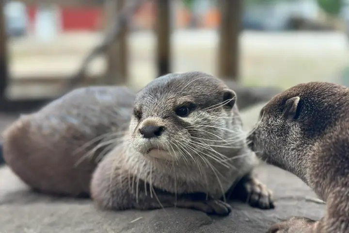 Two otters resting on a rock, with one facing the camera and the other looking toward it.