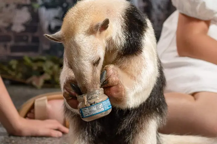 A small anteater holding a jar, sitting on the floor between two people.