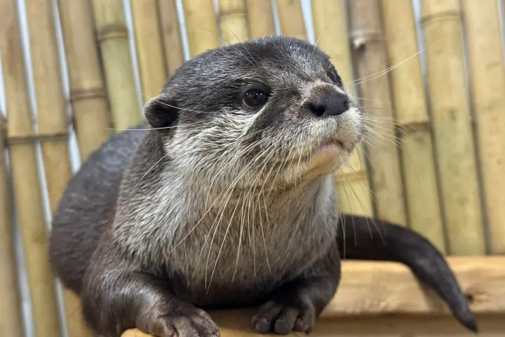 Close-up of an otter with bamboo in the background.