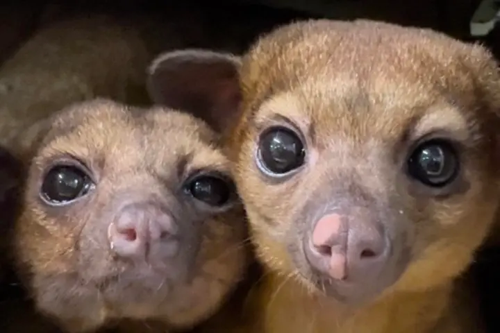 Two cute brown mammals with big eyes and small noses close together.