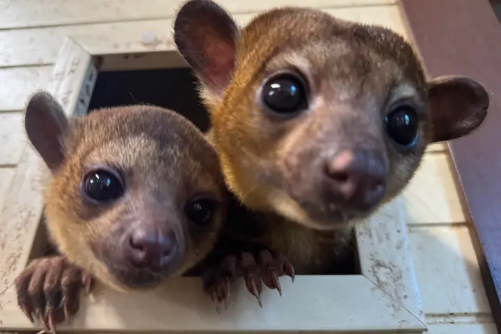 Two kinkajous peeking out of a small square window, showing their faces and paws.