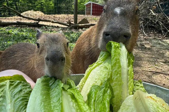 Two capybaras eating romaine lettuce in a grassy outdoor setting.