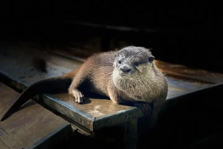 Otter sitting on a wooden platform in sunlight against a dark background.