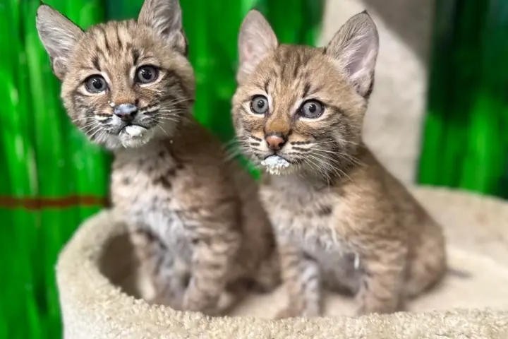 Two baby bobcats with milk on their mouths sitting in a soft beige cat tree.