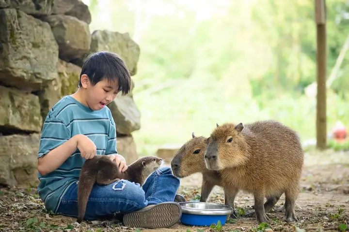 Child seated outdoors, petting an otter with two capybaras nearby.