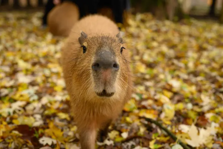 Close-up of a capybara on a bed of autumn leaves.