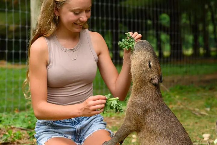 Woman kneeling and feeding a standing capybara with leafy greens outdoors.