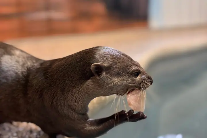 Otter eating fish by the water's edge with a blurred background.