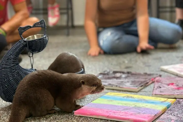Otters interacting with colorful, painted canvases on the floor.