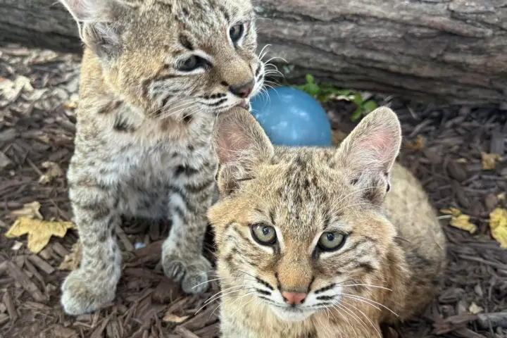 Two young bobcats on wood chips, one sitting and one lying down, with a log in the background.