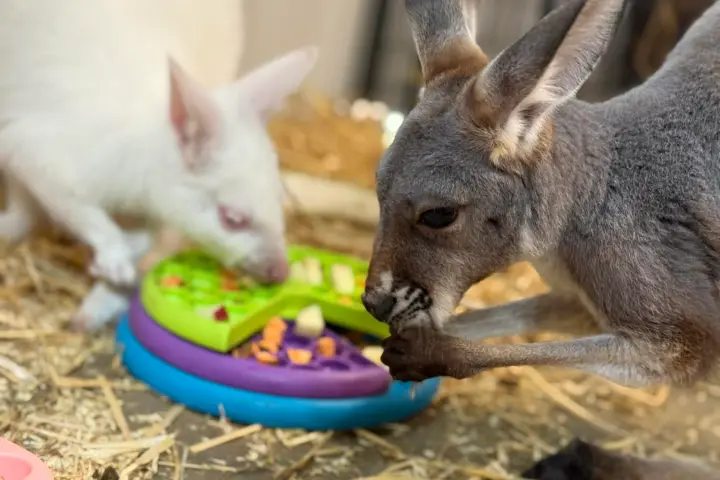 Two kangaroos eating from colorful puzzle feeders on a straw-covered floor.
