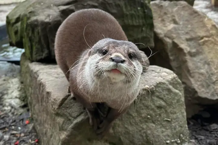 A curious otter on a rock, looking directly at the camera.