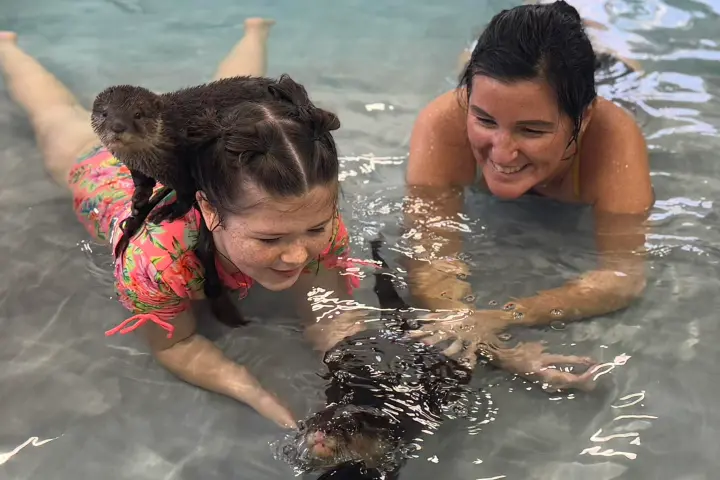 Two people in water with an otter on one person's back, smiling and interacting.