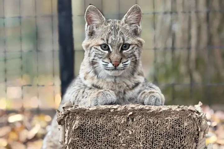 Bobcat resting its paws on a rough textured surface, with a fence and trees in the background.