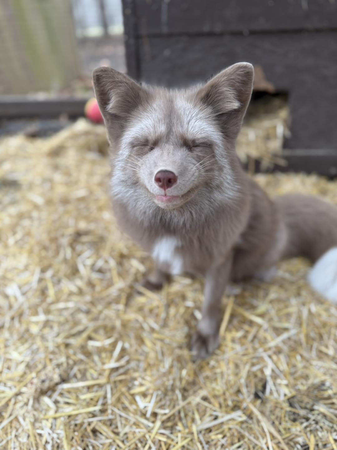 Fox Encounter in Ohio | Paws and Claws Encounters