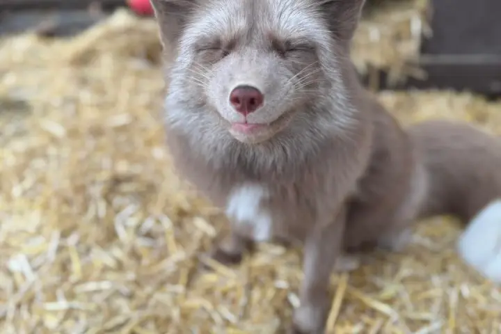 Smiling fox with eyes closed, sitting on straw, black structure in background.