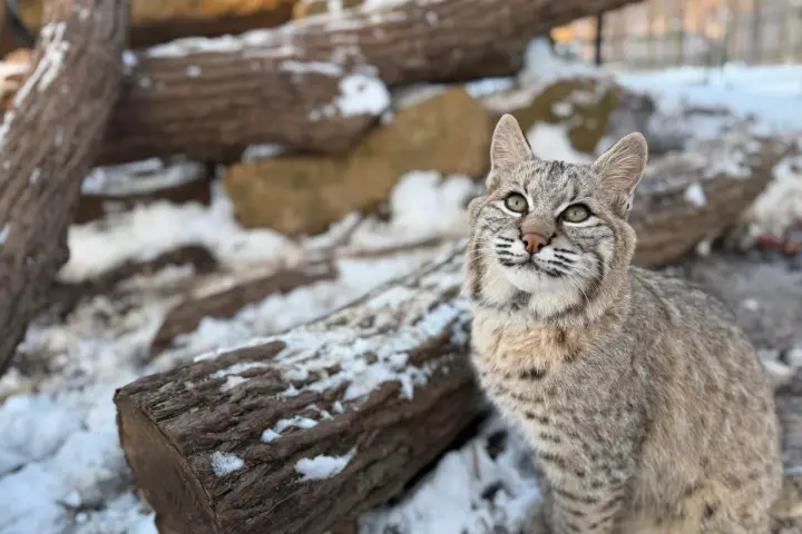 Bobcat sitting on snowy ground with logs in the background.
