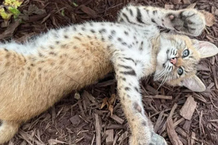Young spotted bobcat lying on its back on mulch, looking upward.