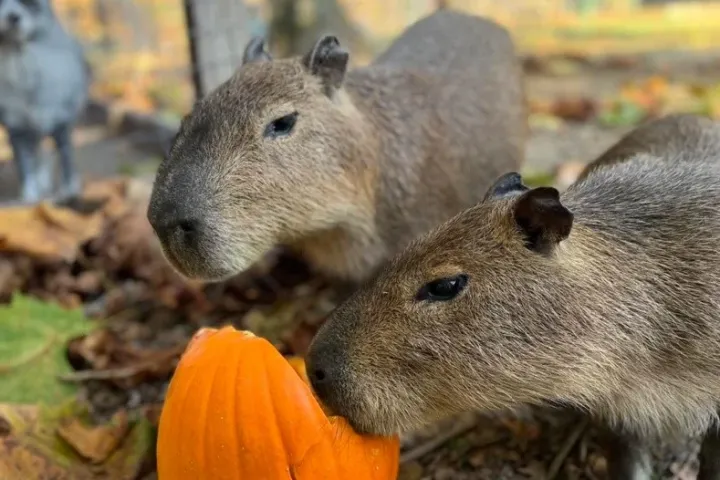 Two capybaras eating a pumpkin on a leaf-covered ground, with a small dog in the background.