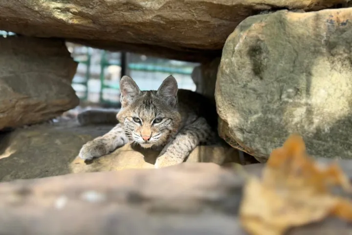Bobcat lying between rocks, gazing forward in a natural setting.