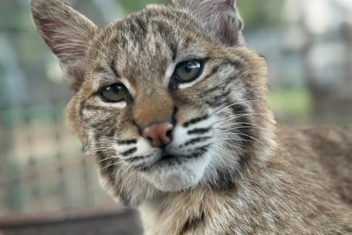 Close-up of a bobcat lying down with a blurred green background.