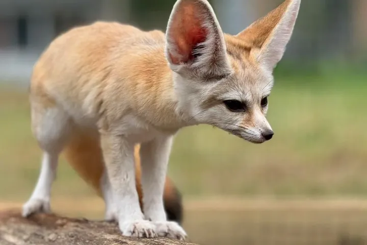 Fennec fox with large ears standing on a log in a natural setting.