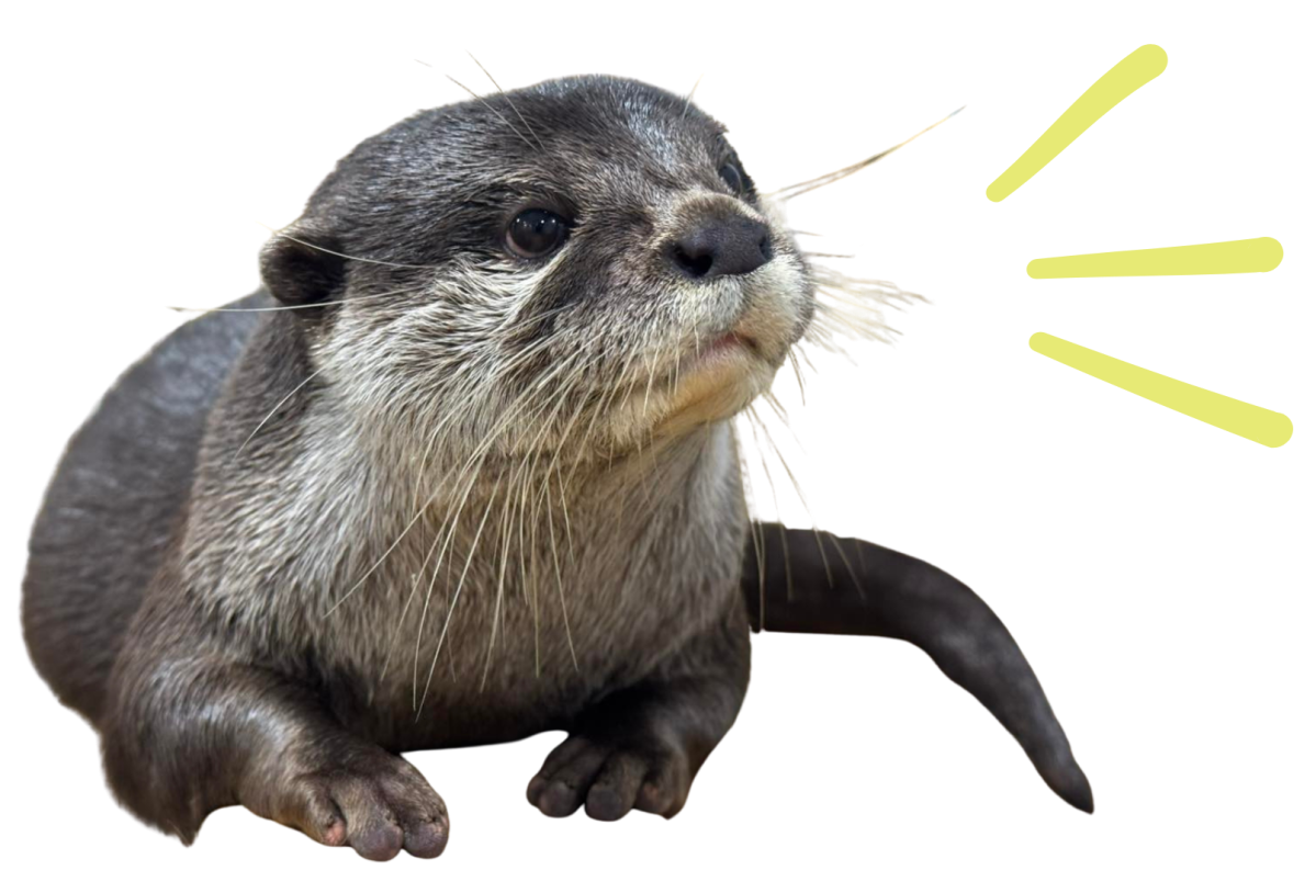 Otter with whiskers prominent, yellow lines suggesting sound or speech, on a white background.