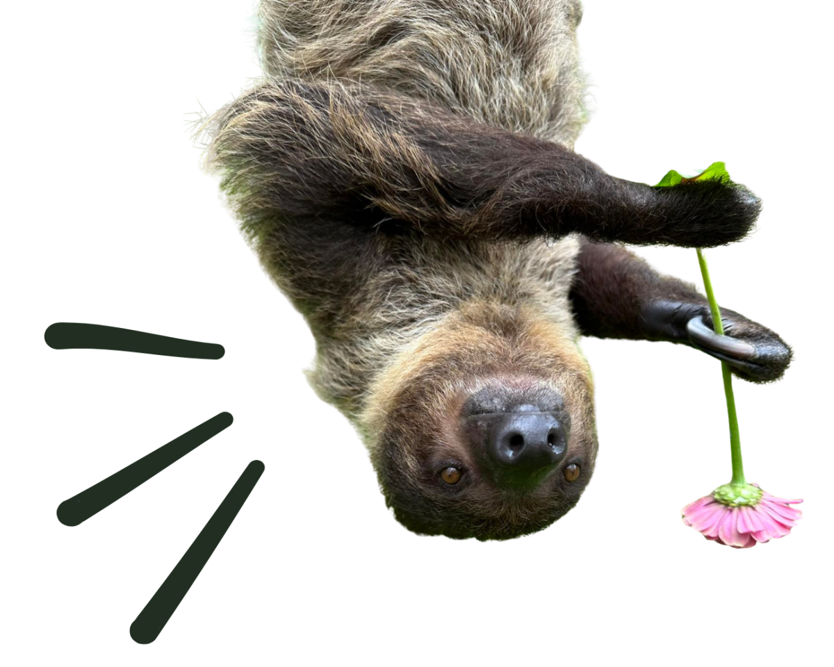 Sloth hanging upside down holding a pink flower on a black background.