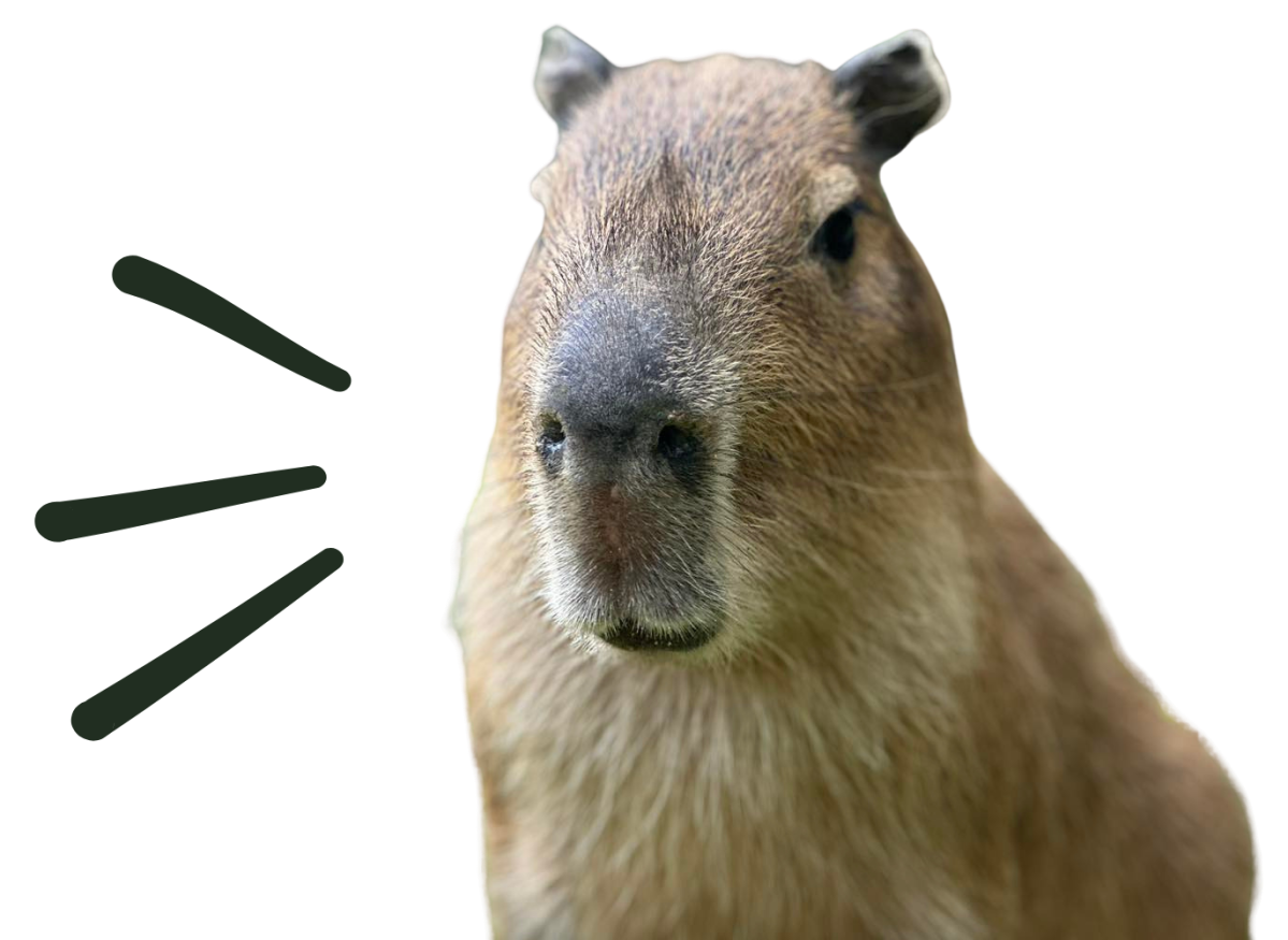 Capybara facing forward with a curious expression on a white background.