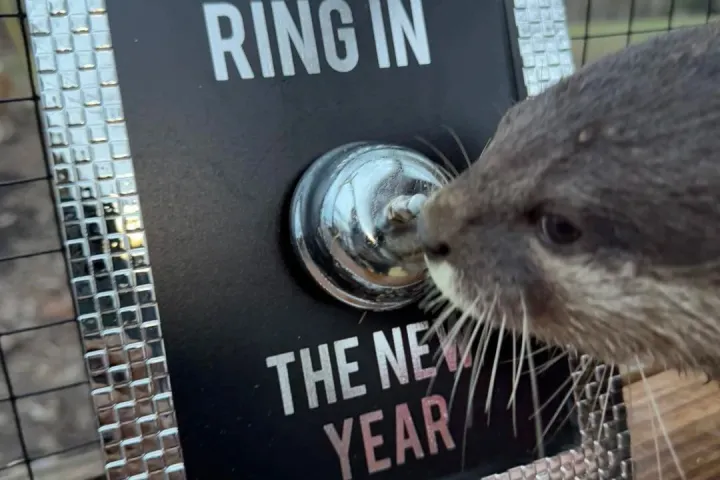 Otter sniffing a sign with a bell, text reads 'Ring in the New Year'.