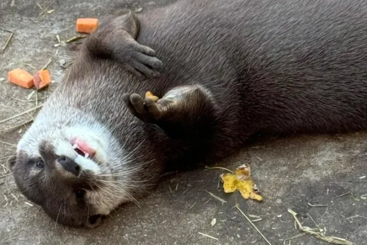 Playful otter lying on its back with scattered orange food pieces nearby.
