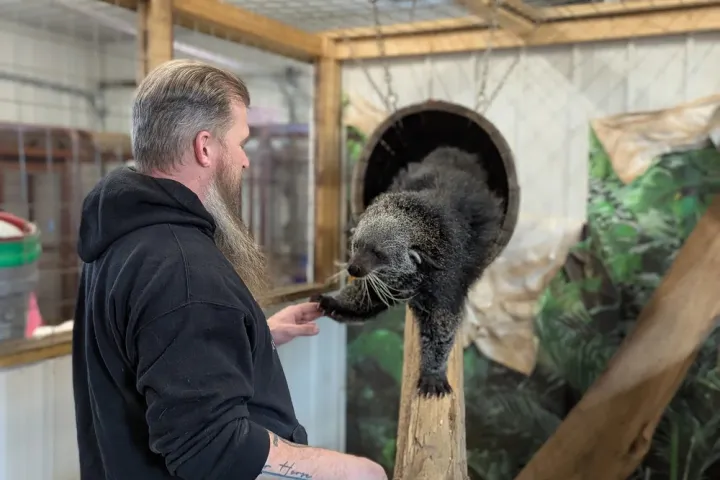 Man in black hoodie interacts with a binturong on a wooden structure in an indoor enclosure.