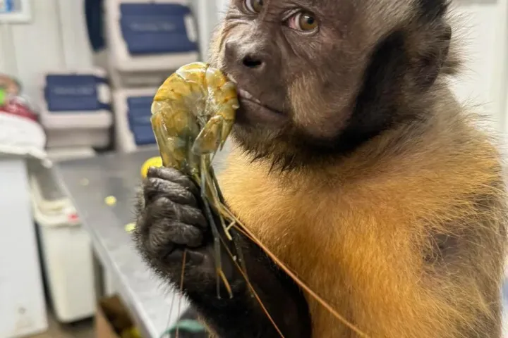 Capuchin monkey holding a shrimp in a room with shelves in the background.