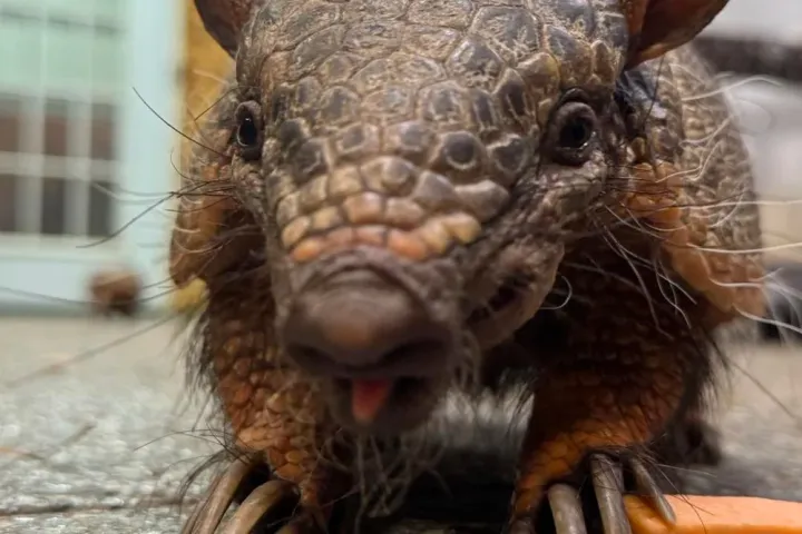Close-up of an armadillo on a speckled floor with a carrot piece.