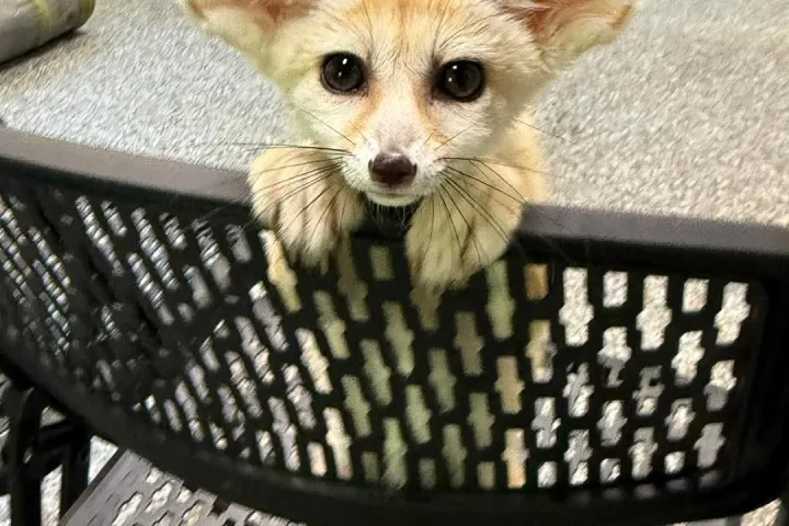 Fennec fox with large ears peeks through a black folding chair in a room with more chairs.