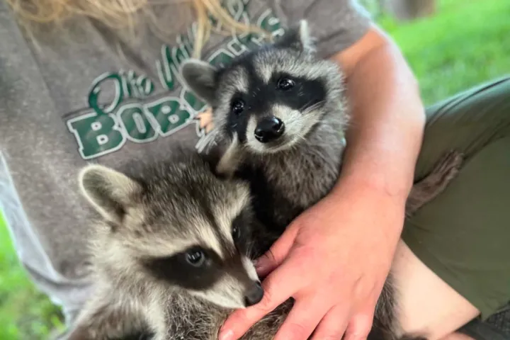 Person holding two baby raccoons on their lap outdoors.